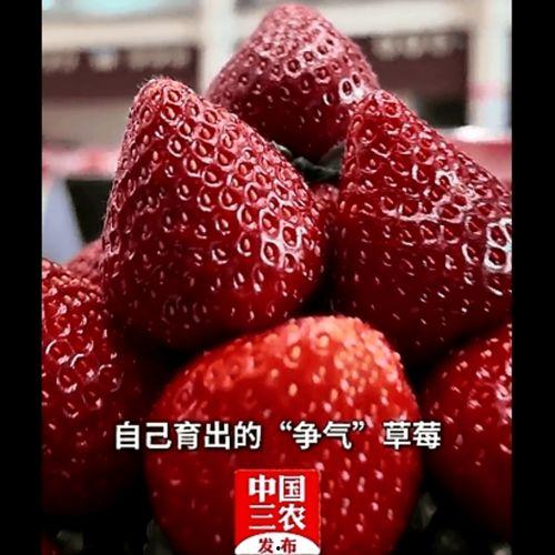 草莓国产在线